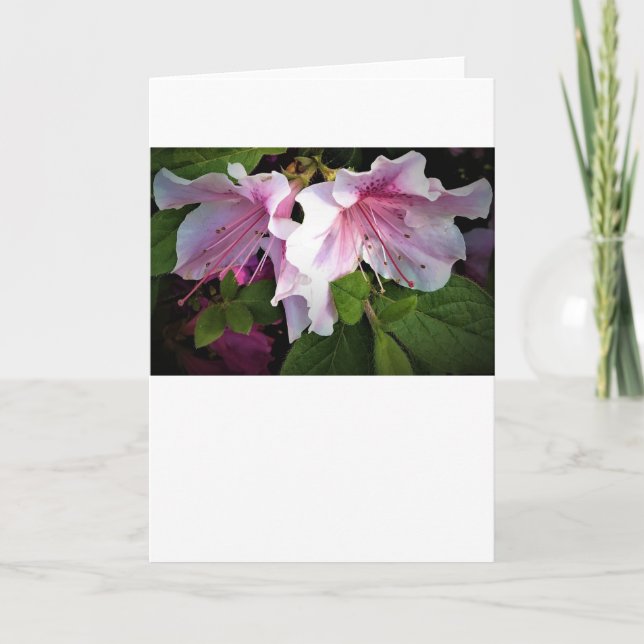 Azalea, cartão (Frente)