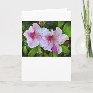 Azalea, Cartão