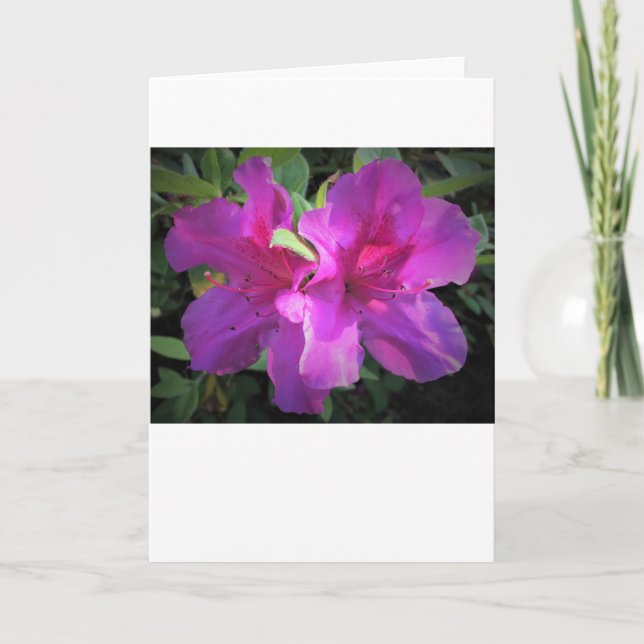 Azalea, cartão (Frente)