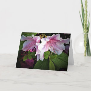 Azalea, cartão
