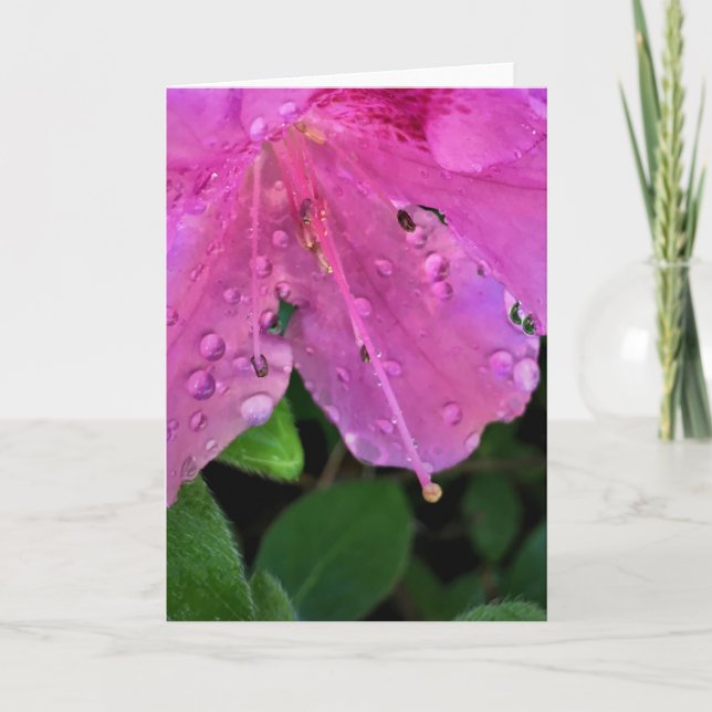 Azalea, cartão (Frente)