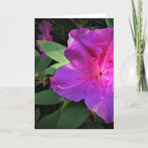 Azalea, cartão