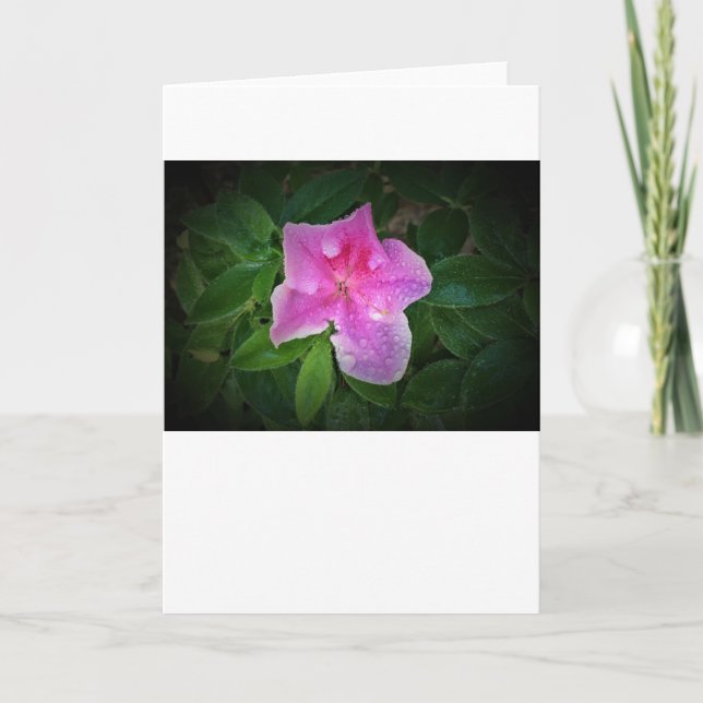Azalea, cartão (Frente)