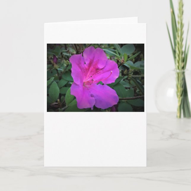 Azalea, cartão (Frente)