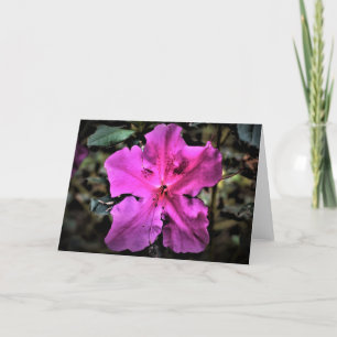 Azalea, cartão