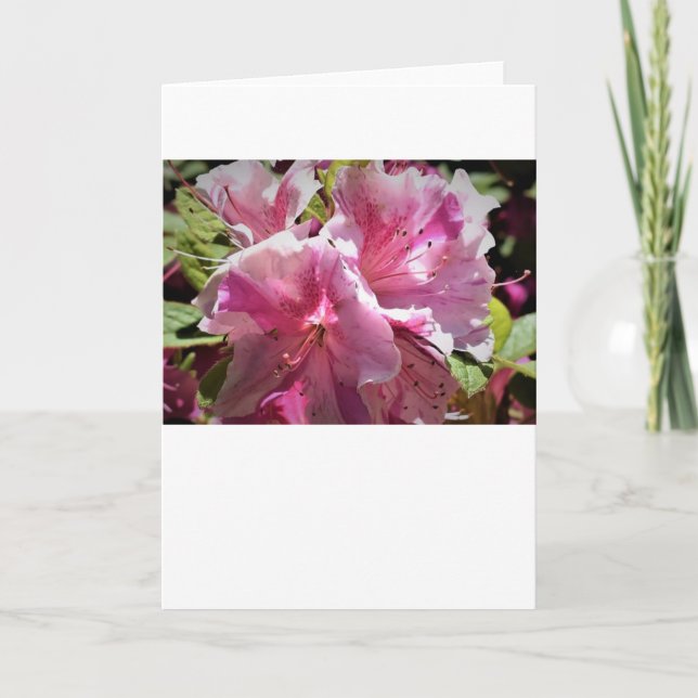 Azalea, cartão (Frente)