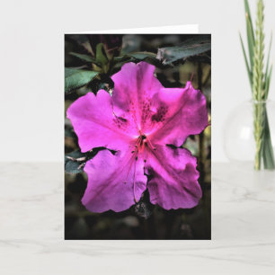 Azalea, cartão