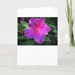 Azalea, cartão