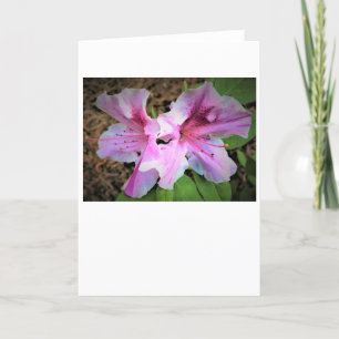 Azalea, cartão