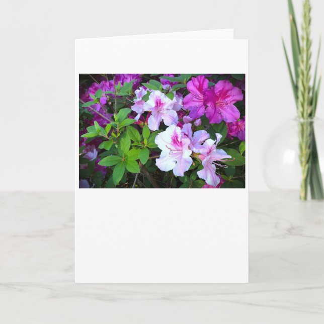 Azalea, cartão (Frente)