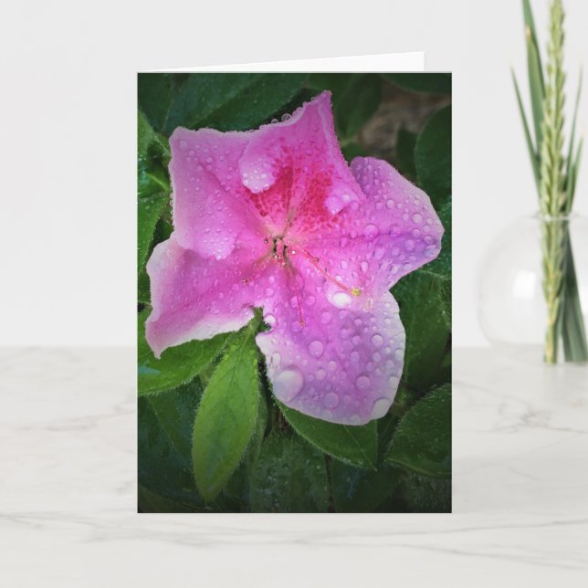 Azalea, cartão (Frente)
