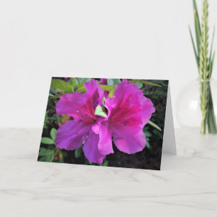 Azalea, cartão