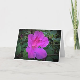 Azalea, cartão