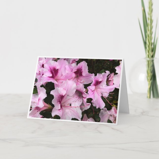 Azalea, Cartão (Frente)