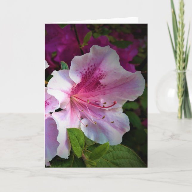 Azalea, cartão (Frente)