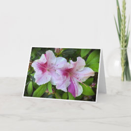Azalea, Cartão