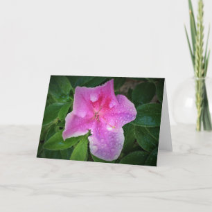Azalea, cartão