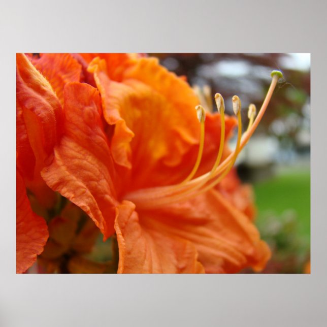Azalea Flores 6 Laranja Arroias Impressões (Frente)