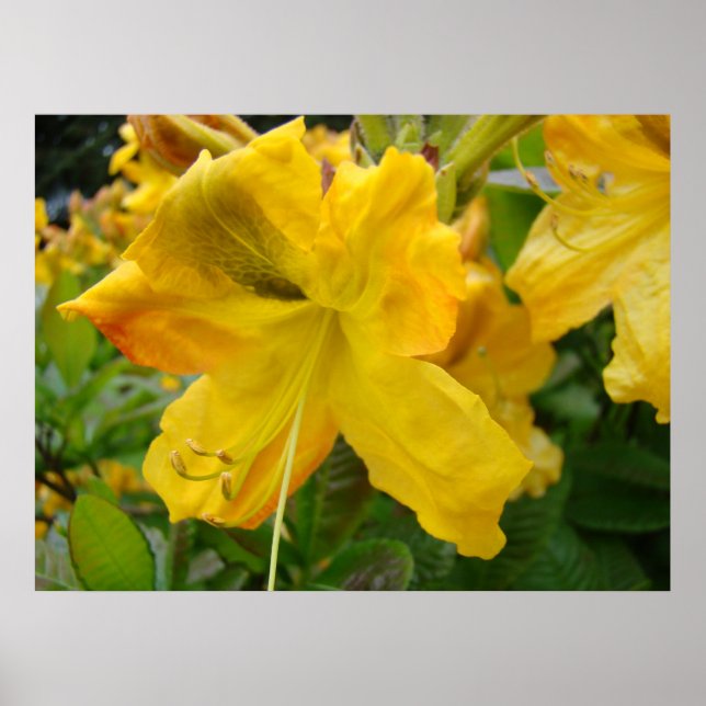 AZALEAS 10 Azalea Amarelo Flores Impressão Posters (Frente)