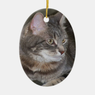 Azevinho que Eyeing algo ornamento