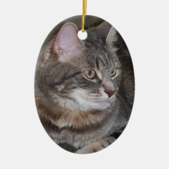 Azevinho que Eyeing algo ornamento (Frente)