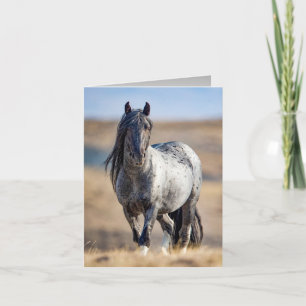 Azul-Cavalo Selvagem Zeus chega perto do cartão