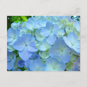 Azul Hydrangea Fluxos postais Cartões de posto Flo