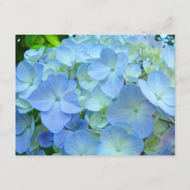 Azul Hydrangea Fluxos postais Cartões de posto Flo (Frente)