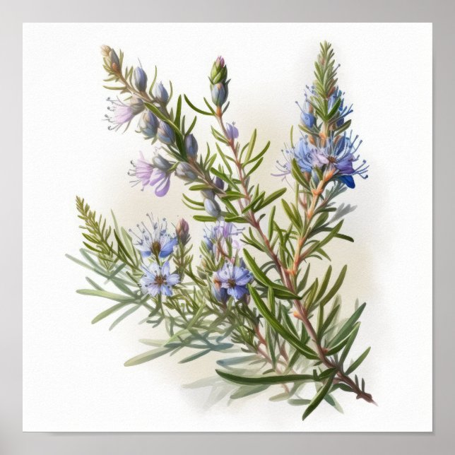 Azul Rosemary Flowers Art Impressão (Frente)