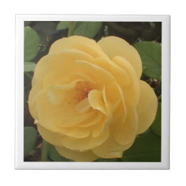 Azulejo Amarelo Camellia