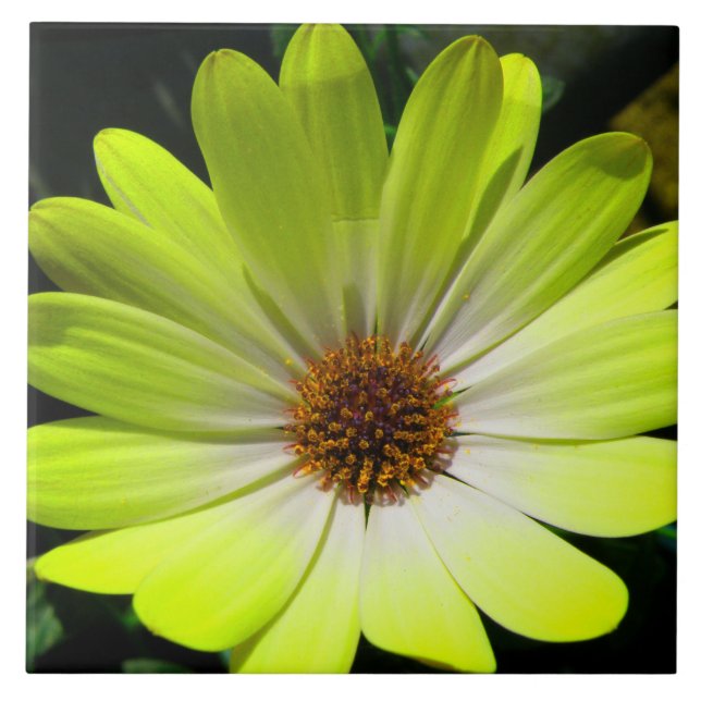 Azulejo Amarelo Fluorescente Africano Daisy (Frente)
