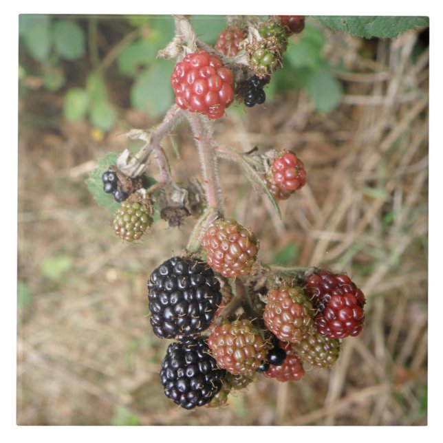 Azulejo Blackberry Bonanza (Frente)