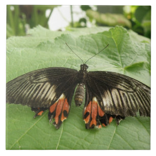 Azulejo bonito de Borboleta Preta Vermelha e Doura