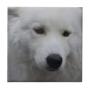Azulejo bonito do Samoyed
