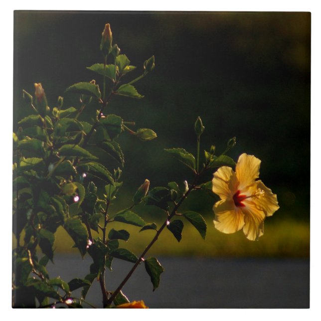 Azulejo Bush de Flor Amarelo Hibiscus (Frente)