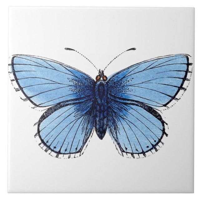 Azulejo cerâmico - Borboleta azul (Frente)