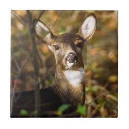 Azulejo cerâmico Branco-Atado da foto dos cervos