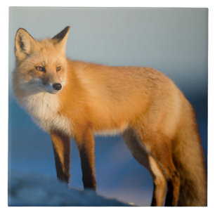 Azulejo Cerâmico Castanho Fox