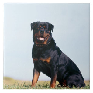 Azulejo cerâmico da foto do retrato de Rottweiler