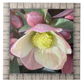 azulejo cerâmico de 6" x 6" com adorável Hellebore