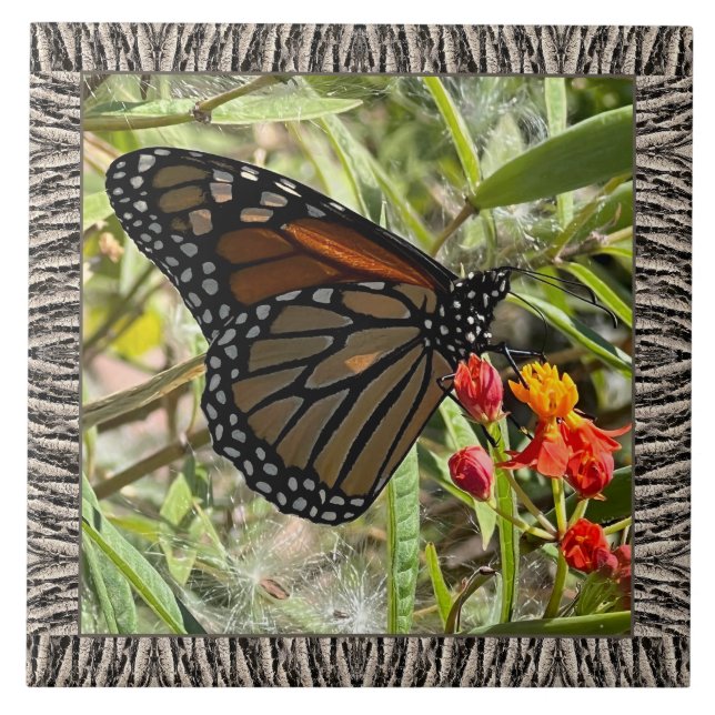 azulejo cerâmico de 6"x 6" com Monarch em Milkweed (Frente)