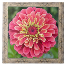 azulejo cerâmico de 6" x 6" com Zinnia rosa impres