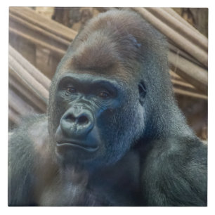 Azulejo cerâmico de gorila para grande vista