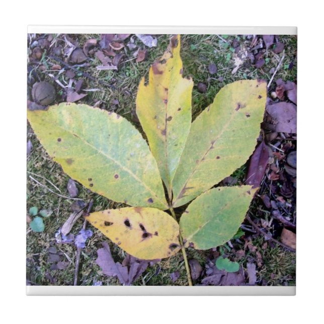 Azulejo cerâmico de queda (Frente)