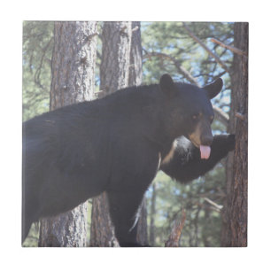 Azulejo cerâmico do Black Bear