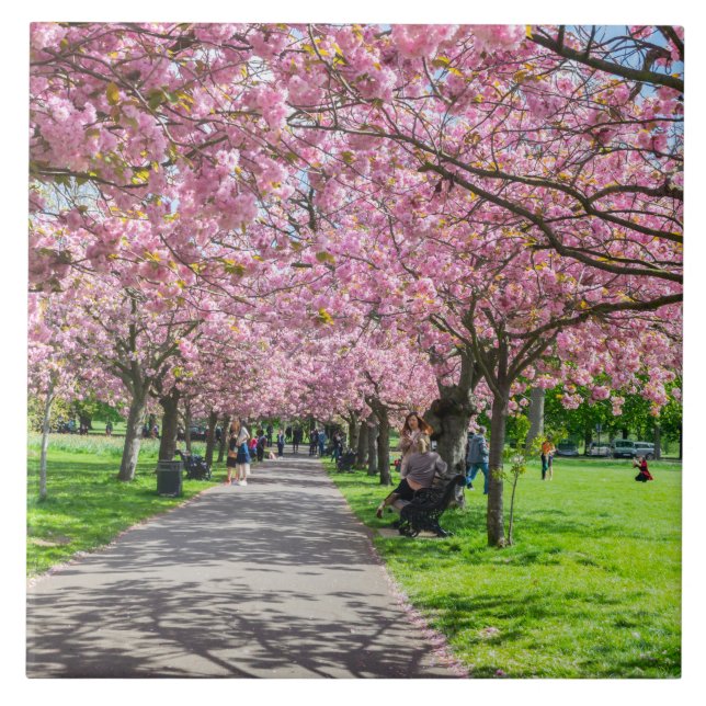 Azulejo cerâmico florescente de cereja (Frente)