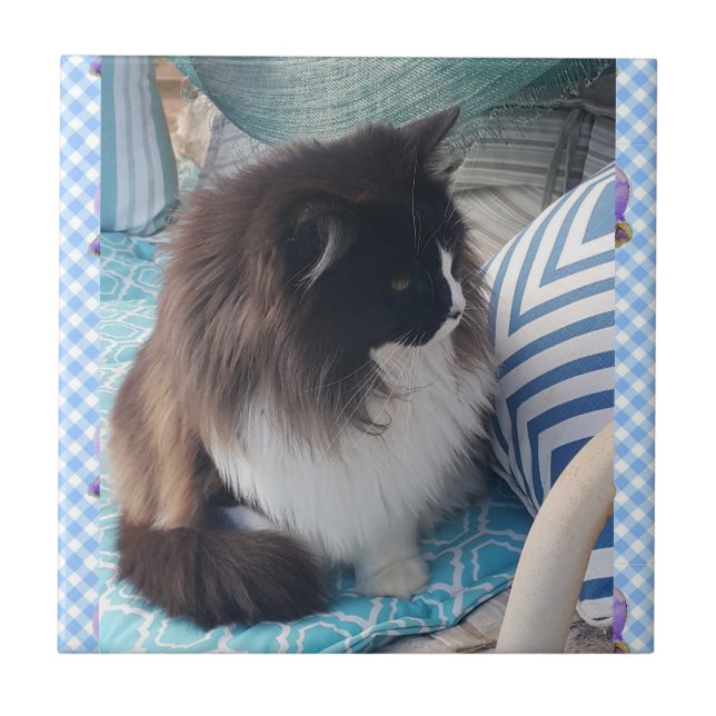 Azulejo cerâmico Gatos de peles brancas pretas (Frente)