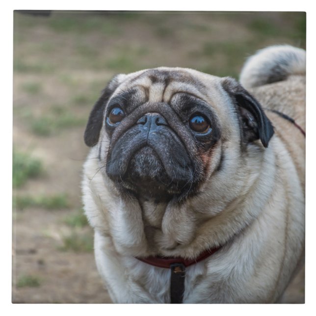 Azulejo cerâmico para cães (Frente)