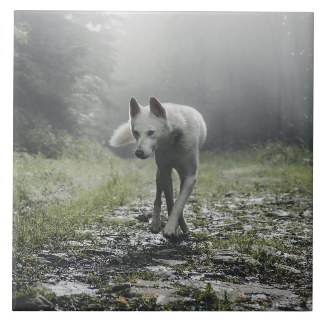 Azulejo cerâmico Siberian Husky (Frente)