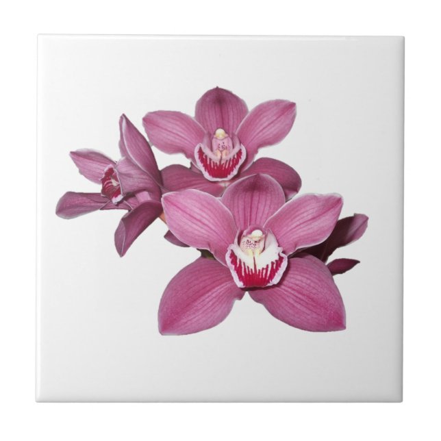Azulejo cor-de-rosa das orquídeas do Cymbidium (Frente)